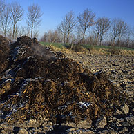 Manure heap on field, Knokke, Belgium